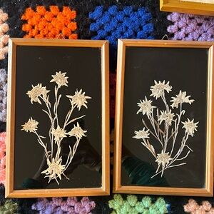 Vintage Edelweiss pressed flowers.  Exquisite!